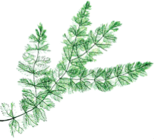 Eurasian Water Milfoil (EWM)