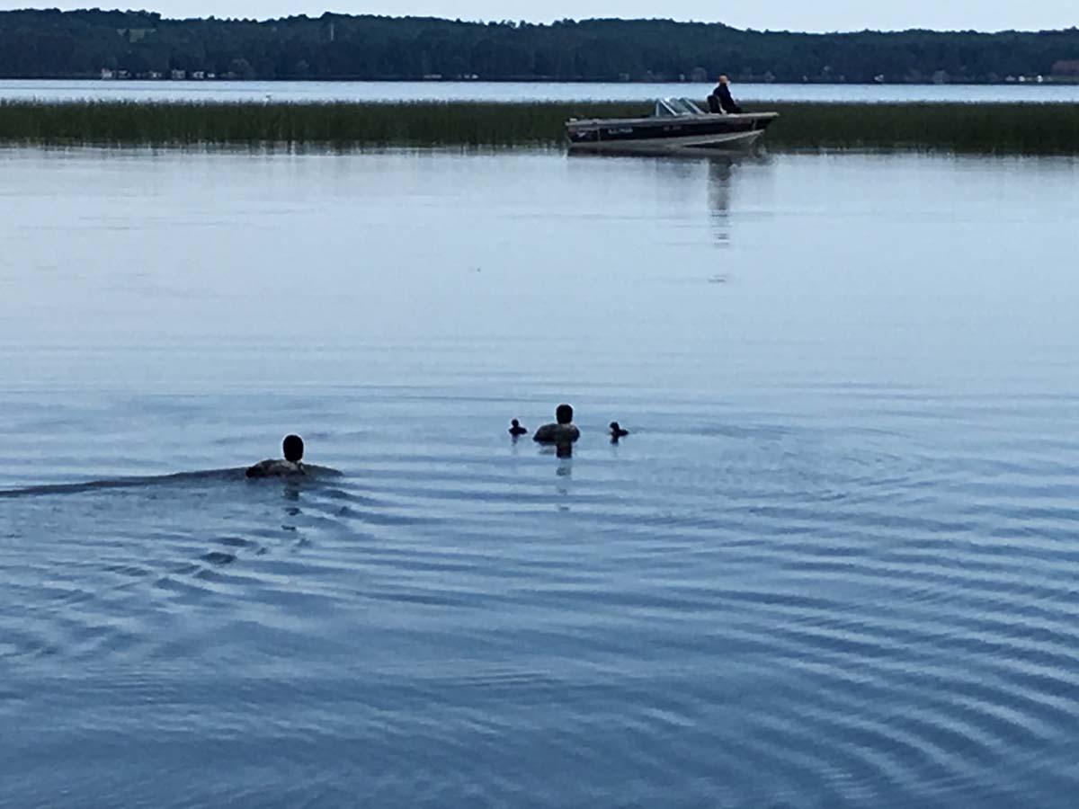 Loons in Peterson Bay