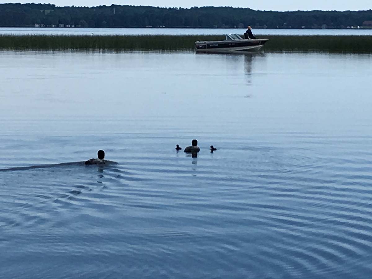 Loons in Peterson Bay Loons in Peterson Bay
